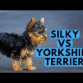 Blue Yorkie Terriers The Rising Stars