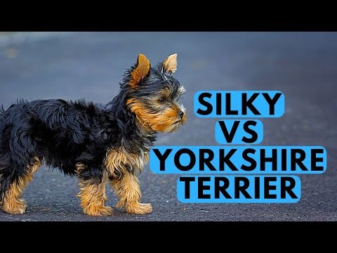 Blue Yorkie Terriers The Rising Stars