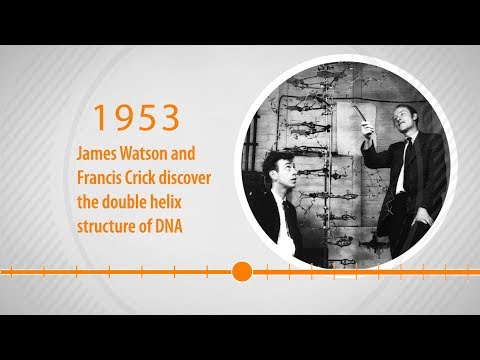 Genetic Timeline Of Yorkie Terriers Birth