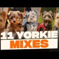 Mixed Breed Yorkie Terriers Most Popular