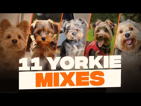 Mixed Breed Yorkie Terriers Most Popular