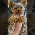 Champion Line Yorkie Terriers Guide