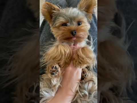 Champion Line Yorkie Terriers Guide