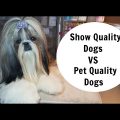 Show Quality Vs Pet Yorkie Terriers Types