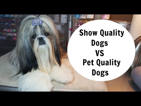 Show Quality Vs Pet Yorkie Terriers Types