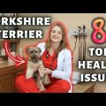 Common Issues Yorkie Terriers Encounter In Winter