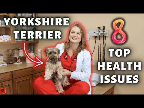 Common Issues Yorkie Terriers Encounter In Winter