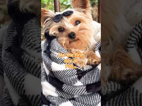 Exploring Different Yorkie Terriers You Should Know