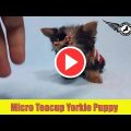 Micro Yorkie Terriers Truth Revealed