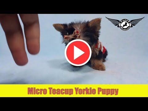 Micro Yorkie Terriers Truth Revealed