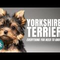 Why Yorkie Terriers Make Great Companions