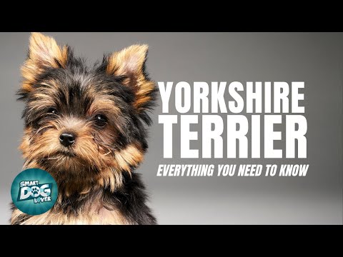 Why Yorkie Terriers Make Great Companions