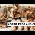 Why Some Yorkie Terriers Stay Extra Small