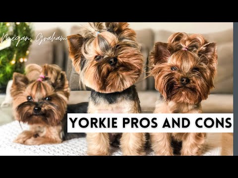 Why Some Yorkie Terriers Stay Extra Small