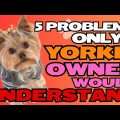 5 Problems Yorkie Terriers Have In Their Lifespan