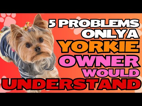 5 Problems Yorkie Terriers Have In Their Lifespan