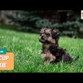 Teacup Yorkie Terriers The Complete Truth