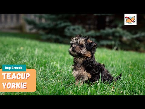 Teacup Yorkie Terriers The Complete Truth