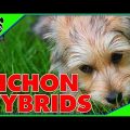 Designer Mixed Yorkie Terriers Guide