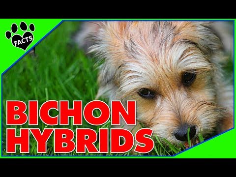 Designer Mixed Yorkie Terriers Guide