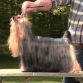 AKC Standard Yorkie Terriers Explained