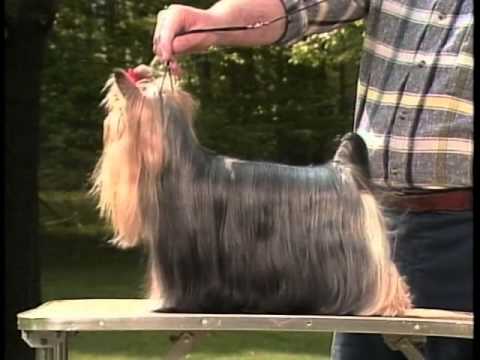 AKC Standard Yorkie Terriers Explained