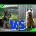 Giant Yorkie Terriers Why They Exist