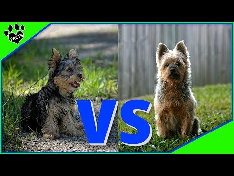 Giant Yorkie Terriers Why They Exist