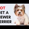 Biewer vs Regular Yorkie Terriers Guide