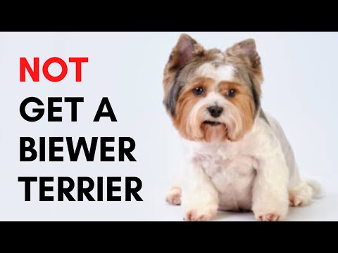 Biewer vs Regular Yorkie Terriers Guide