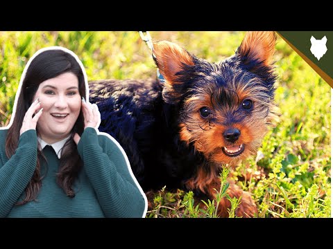 What Makes Yorkie Temperament Special