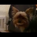 Yorkies and Their Teeth Count Explained