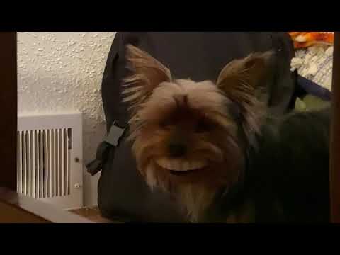 Yorkies and Their Teeth Count Explained