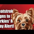 Yorkshire Terrier Heatstroke: Recognizing the Symptoms and Seeking Help