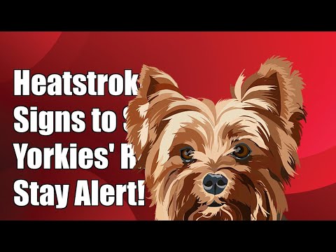 Yorkshire Terrier Heatstroke: Recognizing the Symptoms and Seeking Help