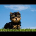 Why Yorkshire Terriers Need Human Bonding