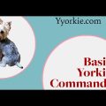 Essential Yorkshire Terrier Training Commands