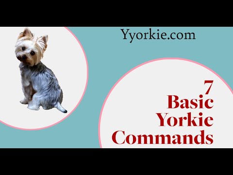 Essential Yorkshire Terrier Training Commands