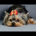 Yorkshire Terrier Communication Patterns