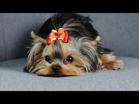 Yorkshire Terrier Communication Patterns