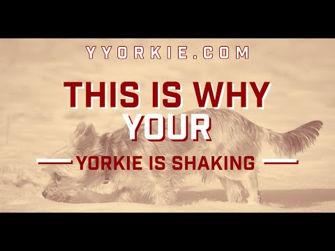 Yorkshire Terrier Health Resources for Concerned Owners