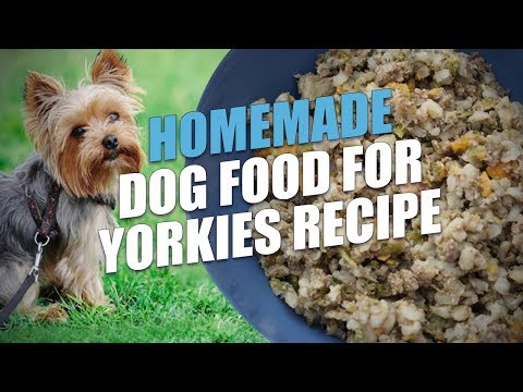 Homemade Yorkshire Terrier Diet: Is It Worth It?