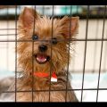 Getting Involved with Yorkshire Terrier Rescue Organizations