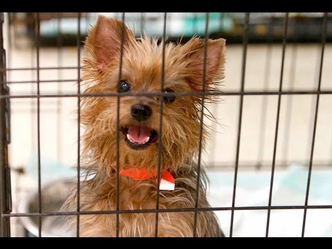 Getting Involved with Yorkshire Terrier Rescue Organizations