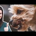 Yorkshire Terrier Facts That Made History