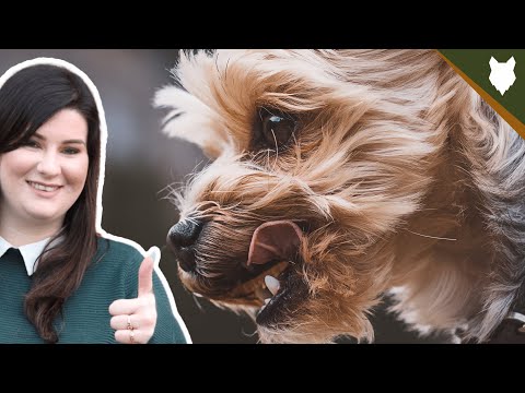 Yorkshire Terrier Facts That Made History