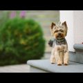 Yorkshire Terrier Diet and Nutrition Basics