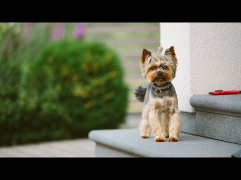 Yorkshire Terrier Diet and Nutrition Basics