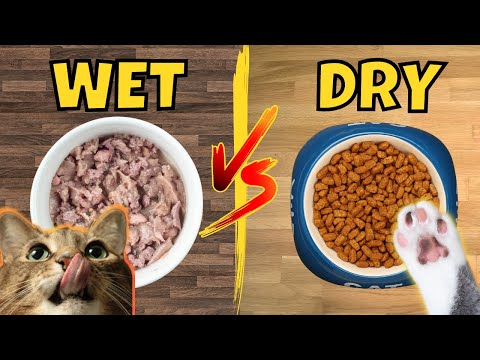 Choosing the Best Wet or Dry Food for Yorkshire Terriers