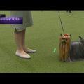 First Yorkshire Terriers in Dog Shows